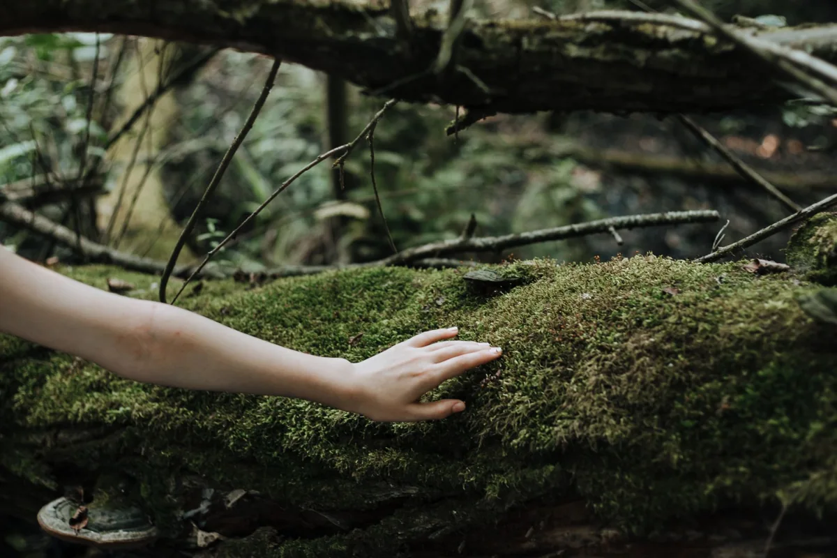 Hand touching moss on a tree trunk
