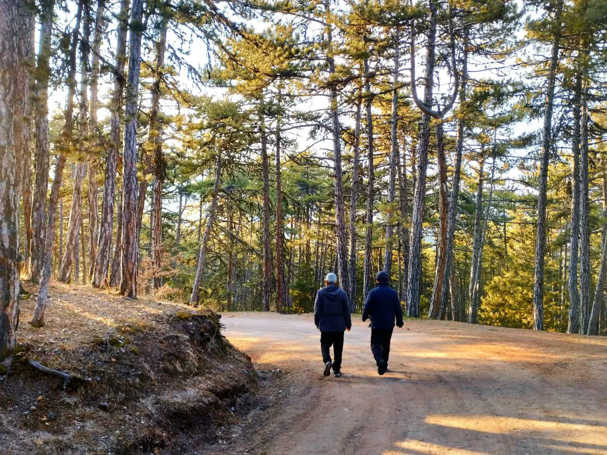 Two people walking along a woodland path